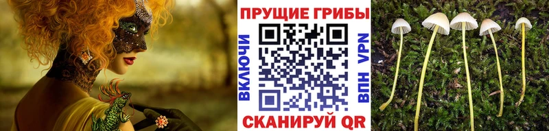 Купить где Бологое Галлюциногенные грибы Cubensis